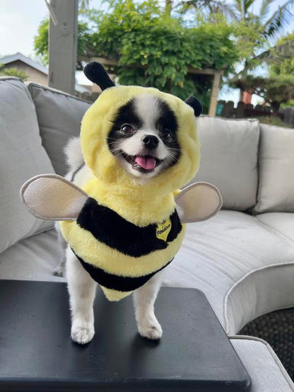 Pandaloon Bumblebee Halloween Dog Costume - Hilarious Front-Facing Outfit for Small to Medium Dogs and Cats