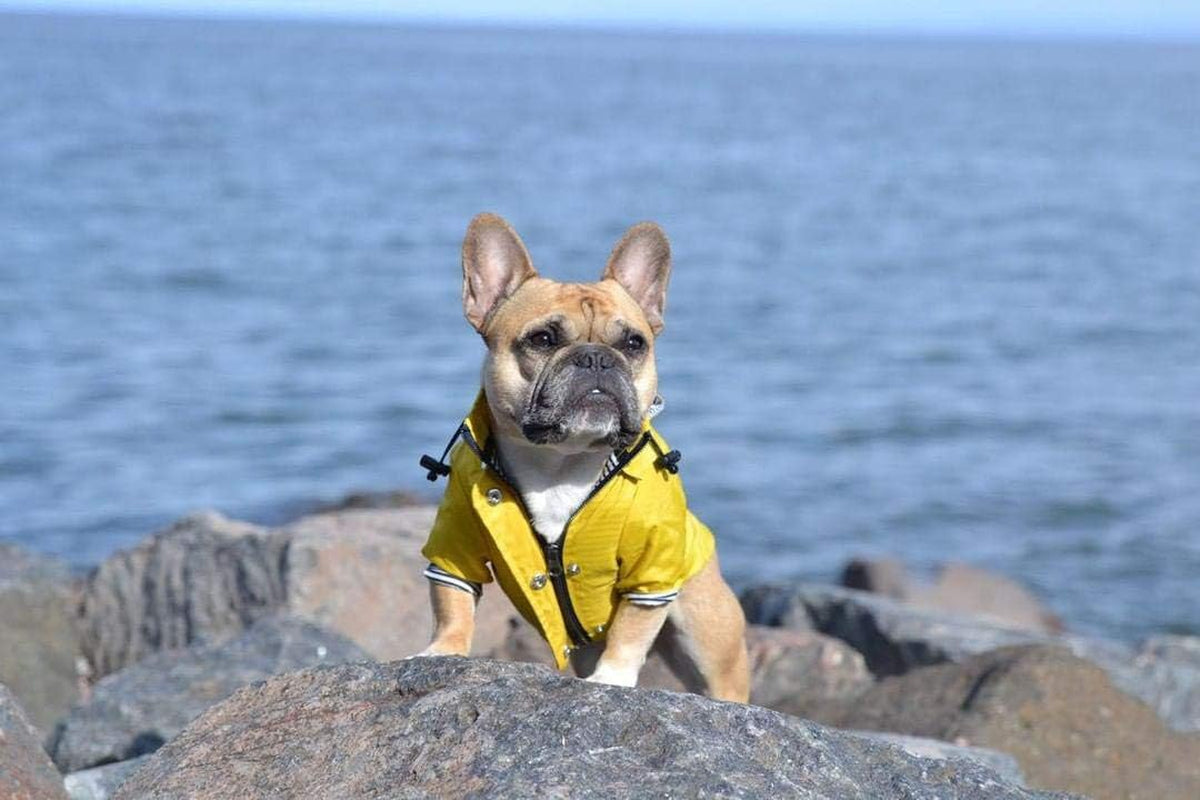 Ellie Dog Wear Double-Shell Raincoat